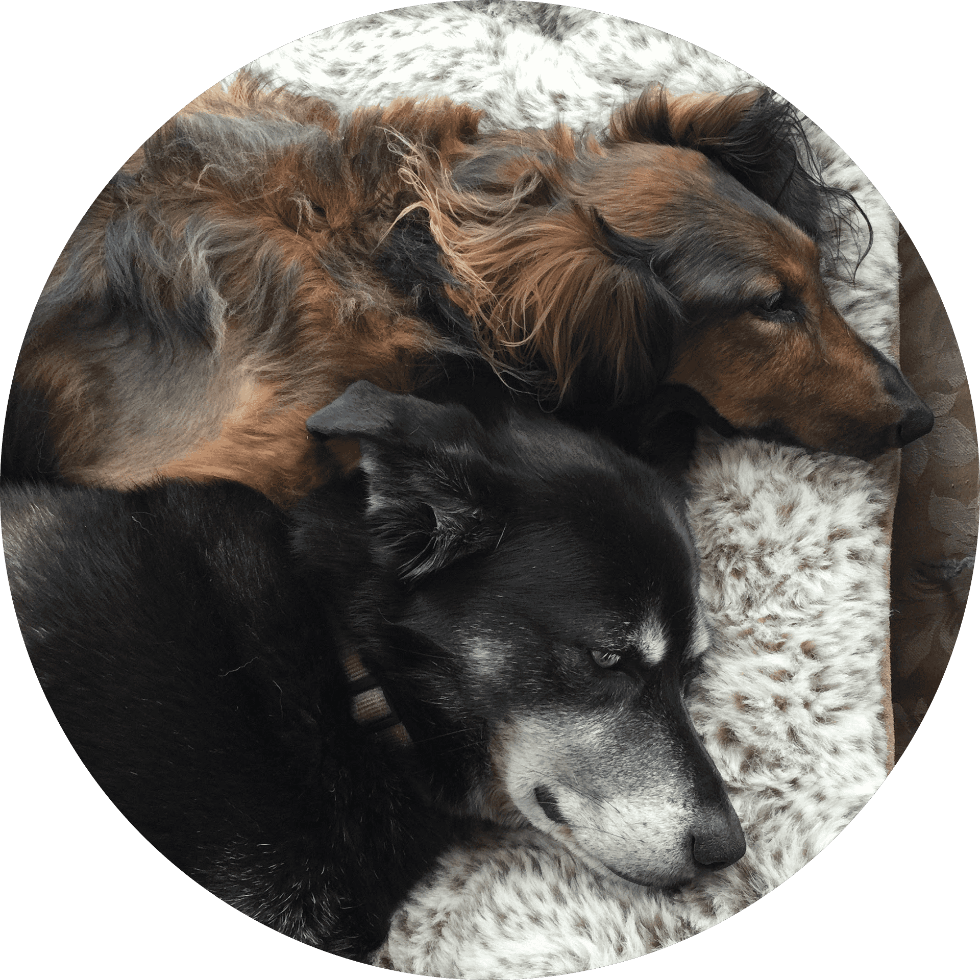 Avatar of author Jenny Collie