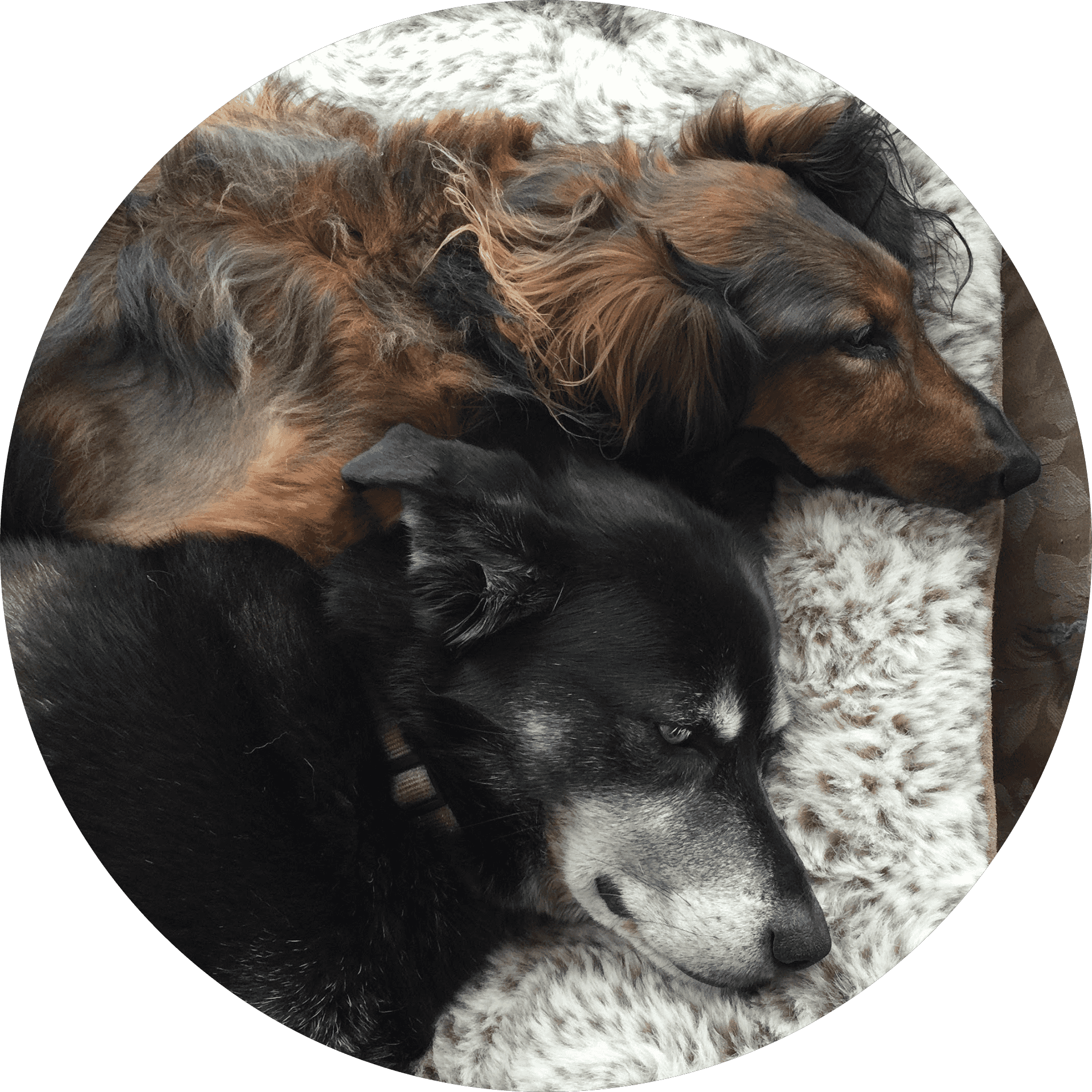 Avatar of author Jenny Collie